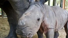 أمريكا: ولادة أنثى لوحيد القرن الأبيض المهدد بالانقراض