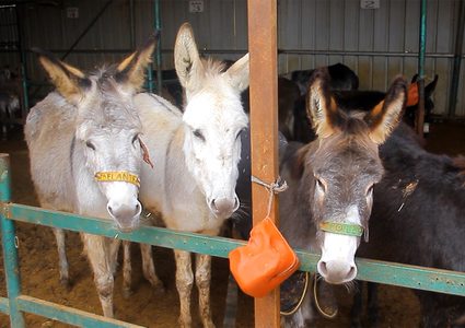 في مصر.. أين ذهب مليونا حمار خلال 7 سنوات؟