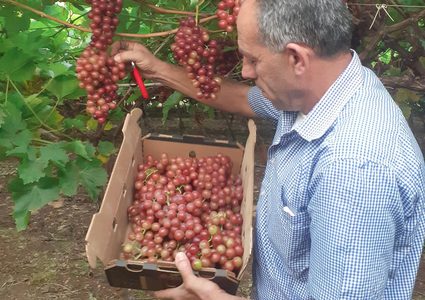 موسم قطف العنب في سهل طمون (عاطوف)