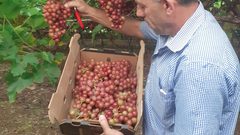 موسم قطف العنب في سهل طمون (عاطوف)