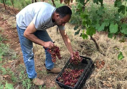 موسم قطف العنب في سهل طمون (عاطوف)