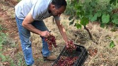 موسم قطف العنب في سهل طمون (عاطوف)