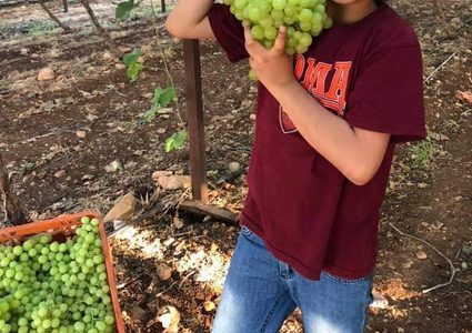 موسم قطف العنب في سهل طمون (عاطوف)