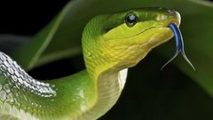 ما هي مميزات لسان الأفعى المتشعبة ؟