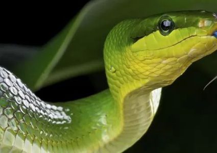 ما هي مميزات لسان الأفعى المتشعبة ؟