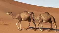 لماذا لا يعطش الجمل العربي؟.. دراسة تكشف السر الغامض