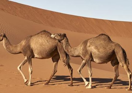 لماذا لا يعطش الجمل العربي؟.. دراسة تكشف السر الغامض