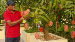 الهند.. كاميرات وحراسة لتأمين أغلى نوع "مانغو" في العالم