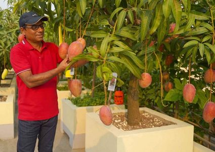 الهند.. كاميرات وحراسة لتأمين أغلى نوع "مانغو" في العالم