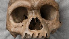 جمجمة "رجل التنين" تعيد صياغة مفهوم بداية البشرية على الأرض