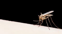 بعد 7 عقود.. الصين تعلن إنهاء الحرب على الملاريا