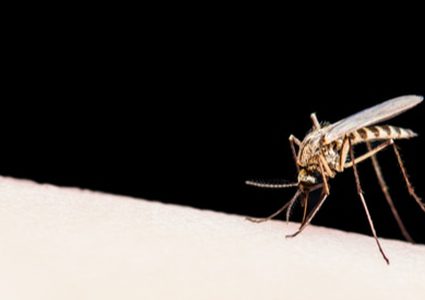 بعد 7 عقود.. الصين تعلن إنهاء الحرب على الملاريا