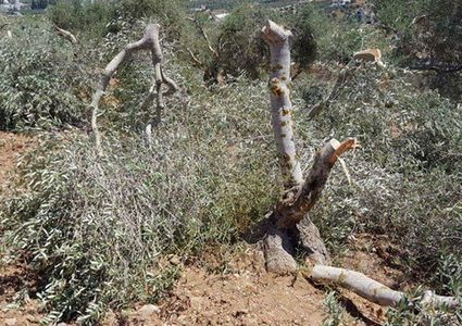 مستوطنون يقتلعون أشجار زيتون جنوب نابلس