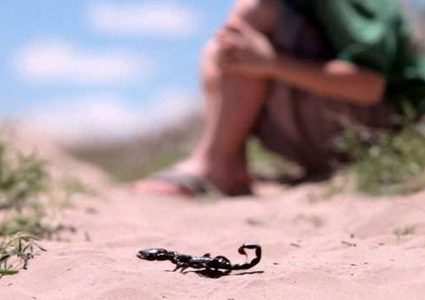لدغات العقارب تطارد الجنوب الليبي