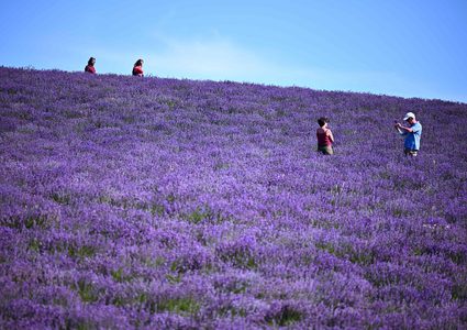 حقول اللافندر في مدينة كونيو الإيطالية
