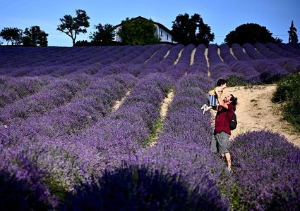 حقول اللافندر في مدينة كونيو الإيطالية.