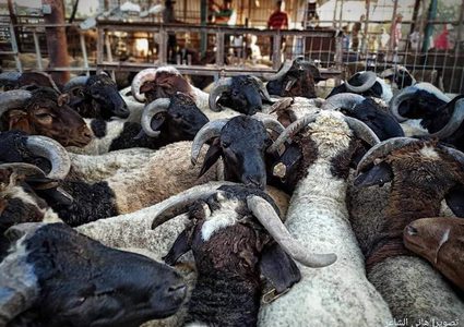 بدء شراء الأضاحي استعداد لعيد الأضحى في محافظة خانيونس