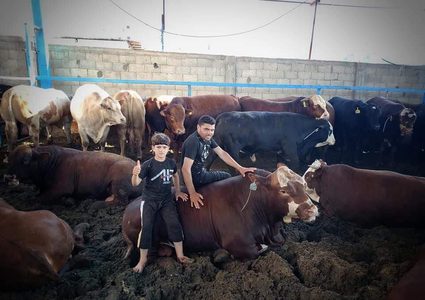 بدء شراء الأضاحي استعداد لعيد الأضحى في محافظة خانيونس