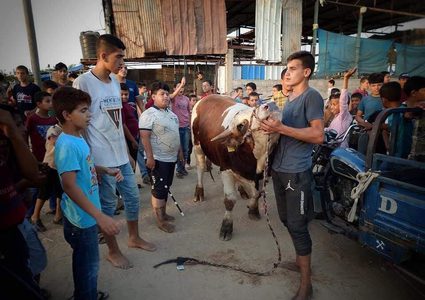 بدء شراء الأضاحي استعداد لعيد الأضحى في محافظة خانيونس