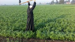 مصر تكشف عن ارتفاع حجم صادراتها الزراعية