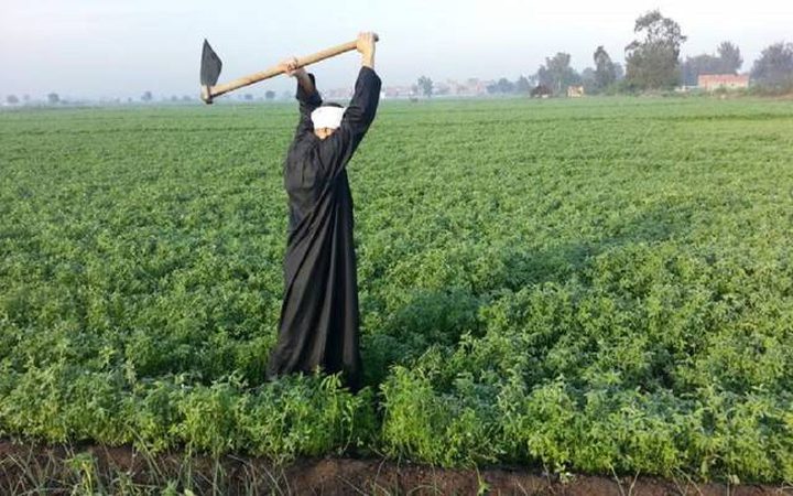 مصر تكشف عن ارتفاع حجم صادراتها الزراعية