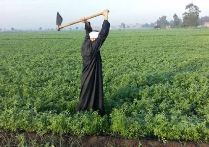 مصر تكشف عن ارتفاع حجم صادراتها الزراعية