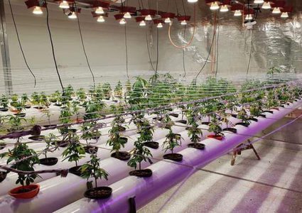 الشرطة تضبط مشتلا للمخدرات في أريحا