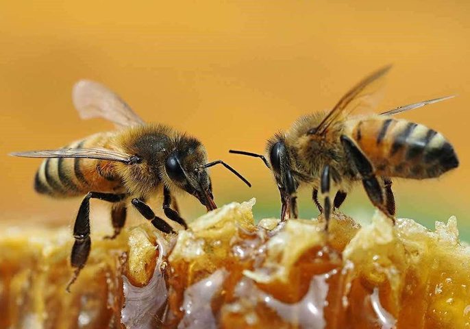مستعمرة من النحل تحول حفل زفاف إلى مأتم