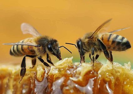 مستعمرة من النحل تحول حفل زفاف إلى مأتم