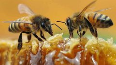 مستعمرة من النحل تحول حفل زفاف إلى مأتم