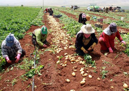 "بال تريد" يبحث تعزيز حركة المنتجات الزراعية بين المحافظات