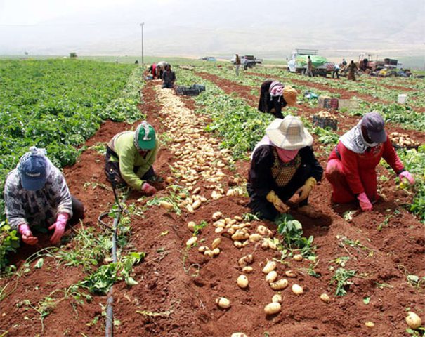 "بال تريد" يبحث تعزيز حركة المنتجات الزراعية بين المحافظات
