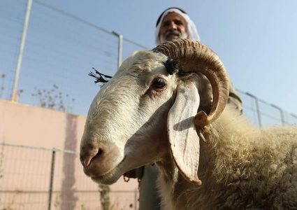 الأوقاف وقطر الخيرية توقعان اتفاقية مشروع أضاحي العيد