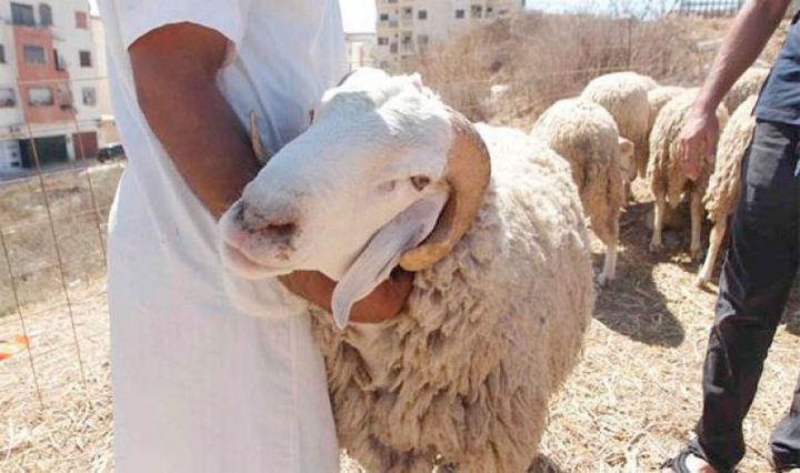 إطلاق مشروع أضاحي الخير في بيت لحم