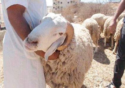 إطلاق مشروع أضاحي الخير في بيت لحم