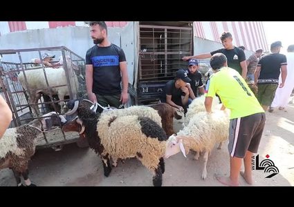 إقبال المواطنيين على شراء الأضاحي في غزة