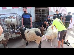 إقبال المواطنيين على شراء الأضاحي في غزة