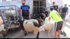 إقبال المواطنيين على شراء الأضاحي في غزة