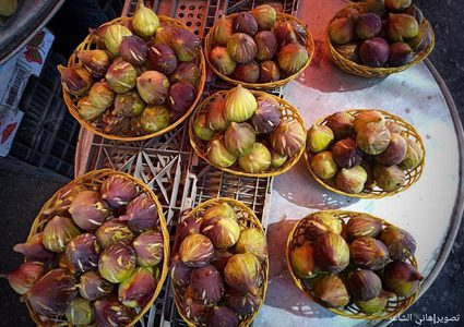 موسم التين في غزة