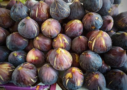 من موسم التين في قطاع غزة ، تصوير هاني الشاعر