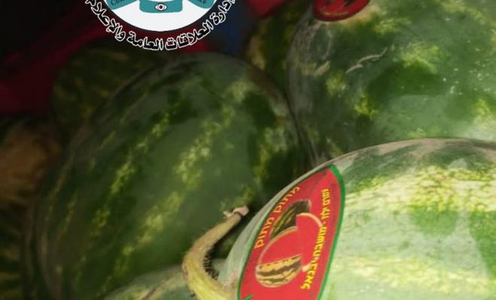 ضبط 25 طن بطيخ مهربة من إسرائيل شرق محافظة نابلس
