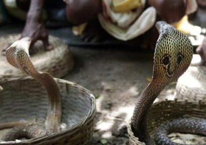 المئات من الهندوس يحتفلون بمهرجان الأفاعي في الهند