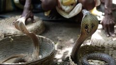 المئات من الهندوس يحتفلون بمهرجان الأفاعي في الهند