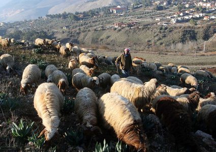 الاحتلال يسرق أغناما من لبنان