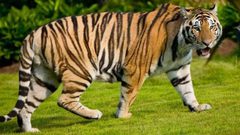 جاكرتا.. إصابة نمرين من نوع مهدد بالانقراض بكورونا