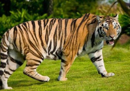 جاكرتا.. إصابة نمرين من نوع مهدد بالانقراض بكورونا