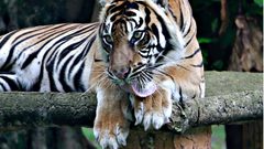 إصابة نمرين في حديقة حيوانات جاكرتا بفيروس كورونا