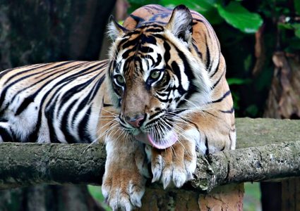 إصابة نمرين في حديقة حيوانات جاكرتا بفيروس كورونا