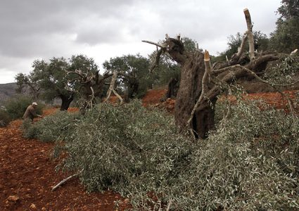 مستوطنون يقطعون عشرات أشجار الزيتون المعمرة في قرية الجبعة