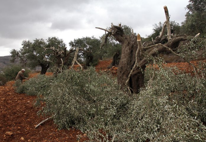 مستوطنون يقطعون عشرات أشجار الزيتون المعمرة في قرية الجبعة